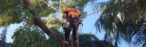 tree transplanting and recycling newcastle