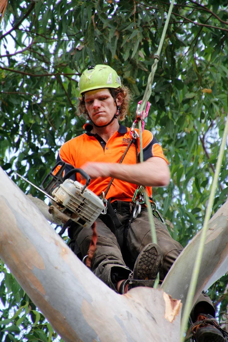 Tree Pruning &amp; Dead Wooding Newcastle &amp; Hunter Agility Tree
