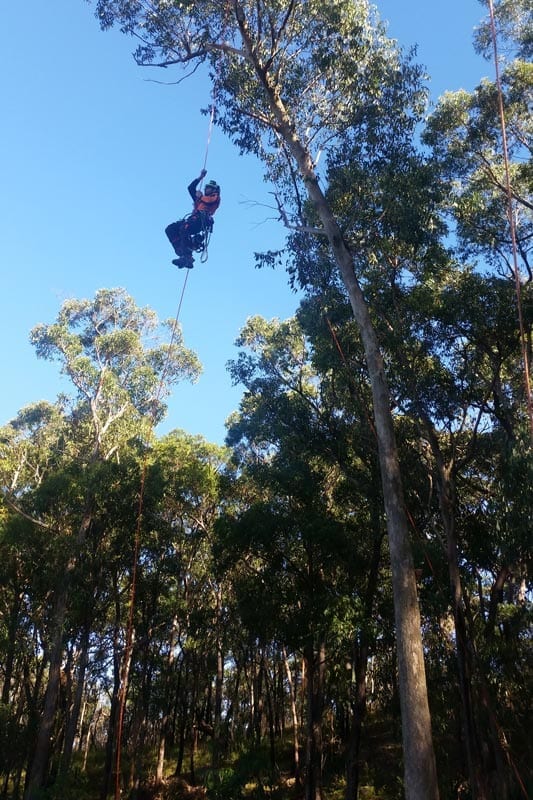 Tree Maintenance Services Newcastle &amp; Lake Macquarie