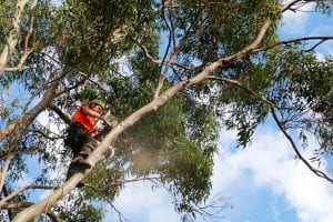 expert arborist showing how to prune a tree