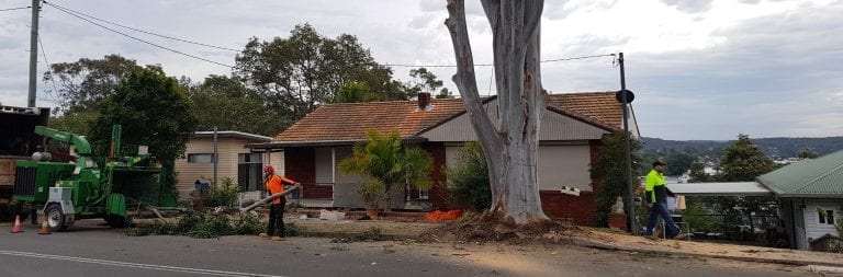arborist reports newcastle and lake macquarie
