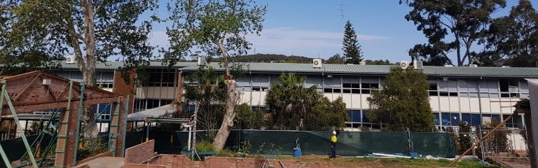 school tree removal newcastle