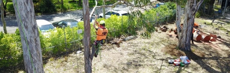 arborist cable bracing services newcastle