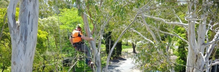 Tree Nest and Hollow Inspections Newcastle