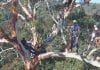 Aerial Tree Assessment and Inspection Newcastle