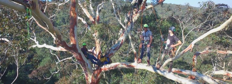 Aerial Tree Assessment and Inspection Newcastle