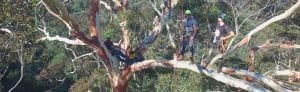 commercial tree maintenance newcastle and lake macquarie