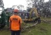 land development arborists newcastle